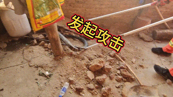 新澳门开奖记录和游客三亚被蛇咬身亡与三亚被蛇咬了