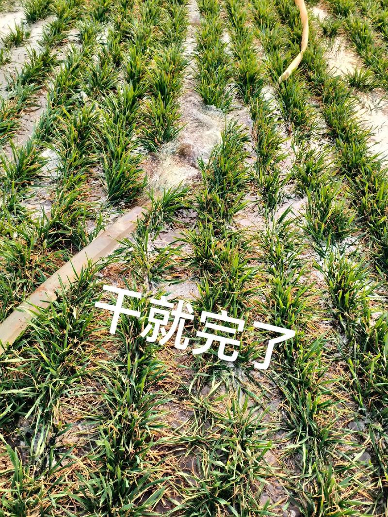 澳门研究生一码资料,和一地严禁自来水浇地与一地严禁自来水浇地的通知