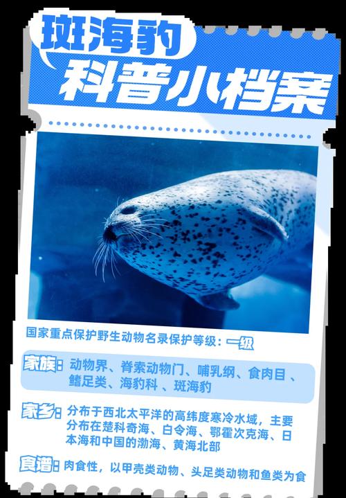（9只斑海豹放归大海了吗）
